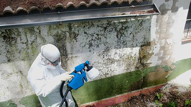 Trusted Commercial Mold Remediation service in Ruskin, FL - Cheap Mold Removal